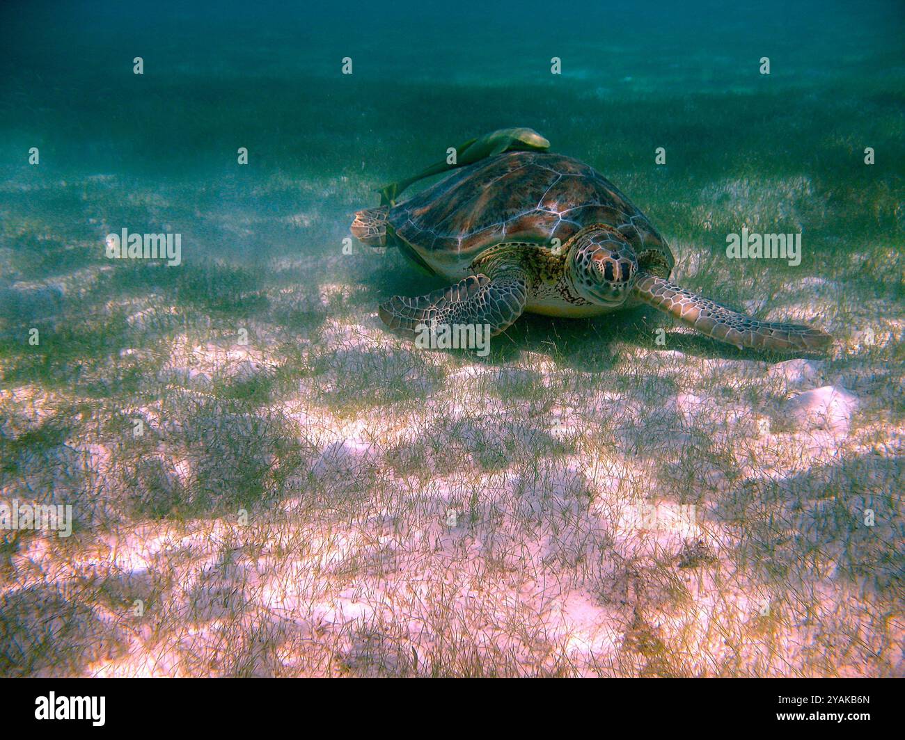 Tortue verte de mer Chelonia Mydas se nourrissant près de Tulum, Mexique Banque D'Images