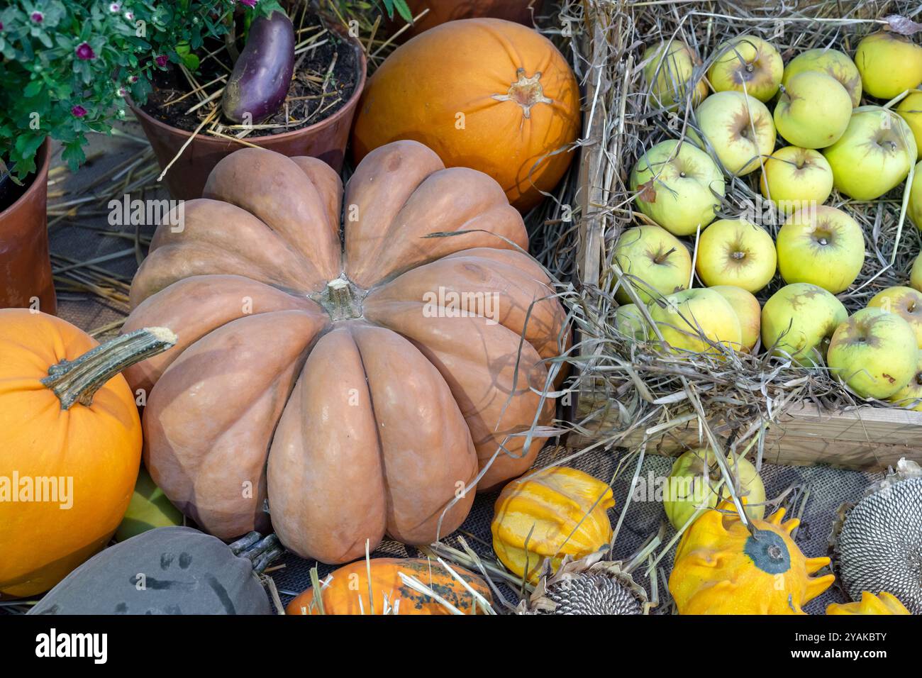 Muscat de Provence citrouille dans une composition avec des pommes vertes dans une boîte en bois. Banque D'Images