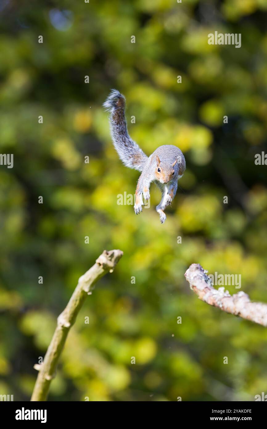 Écureuil gris de l'est Sciurus carolinensis, espèce introduite, sauts adultes entre les branches, Suffolk, Angleterre, octobre Banque D'Images