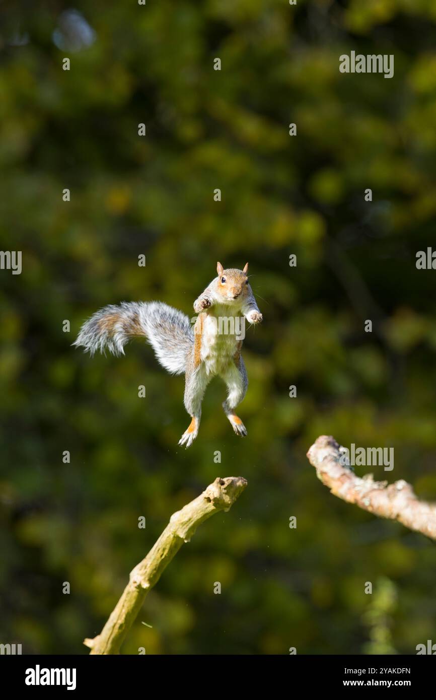 Écureuil gris de l'est Sciurus carolinensis, espèce introduite, sauts adultes entre les branches, Suffolk, Angleterre, octobre Banque D'Images