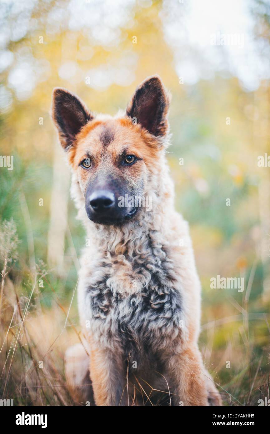 Ancien chien de berger allemand (Westerwälder Kuhhhhhund) Banque D'Images