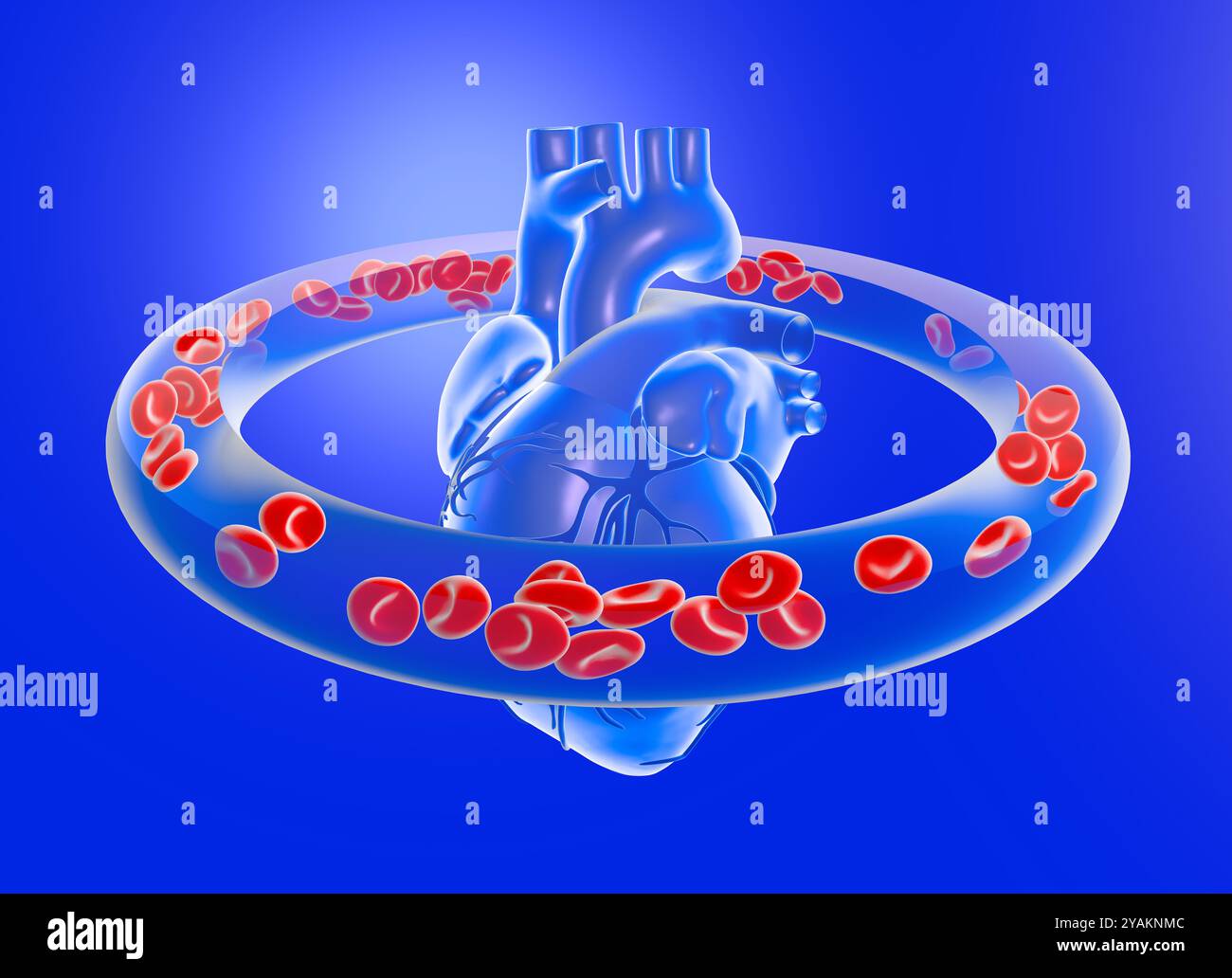 illustration 3d d'un coeur battant, montrant les artères coronaires. L'entourant comme une orbite par la circulation des globules rouges. Banque D'Images