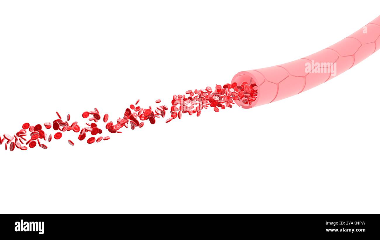 Illustration 3D de l'artère ou de la veine avec le mouvement des globules rouges. Image recadrée sur fond blanc, avec une partie du sang circulant flottant Banque D'Images