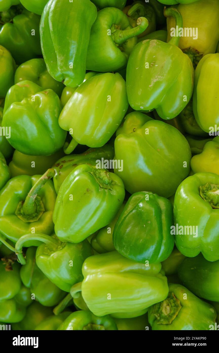 Une image en gros plan montrant un tas de poivrons verts, avec leur couleur vibrante et leur peau lisse et brillante. Ils sont soigneusement empilés, montrant leur dode, Banque D'Images