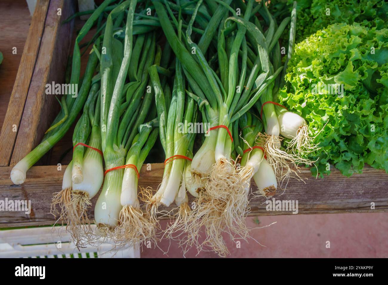 Une exposition vibrante d'oignons verts fraîchement récoltés avec leurs racines visibles, associés à de la laitue croustillante, évoque l'essence d'une marque vivante des agriculteurs Banque D'Images