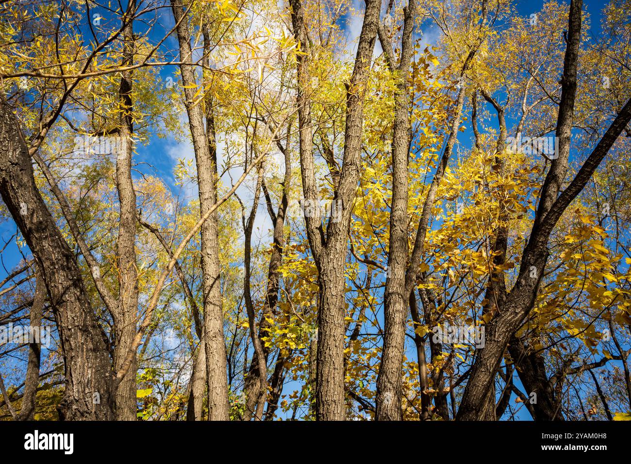 L'automne est dans l'air : feuilles d'arbre jaune sur fond de ciel à Queenstown, Nouvelle-Zélande Banque D'Images