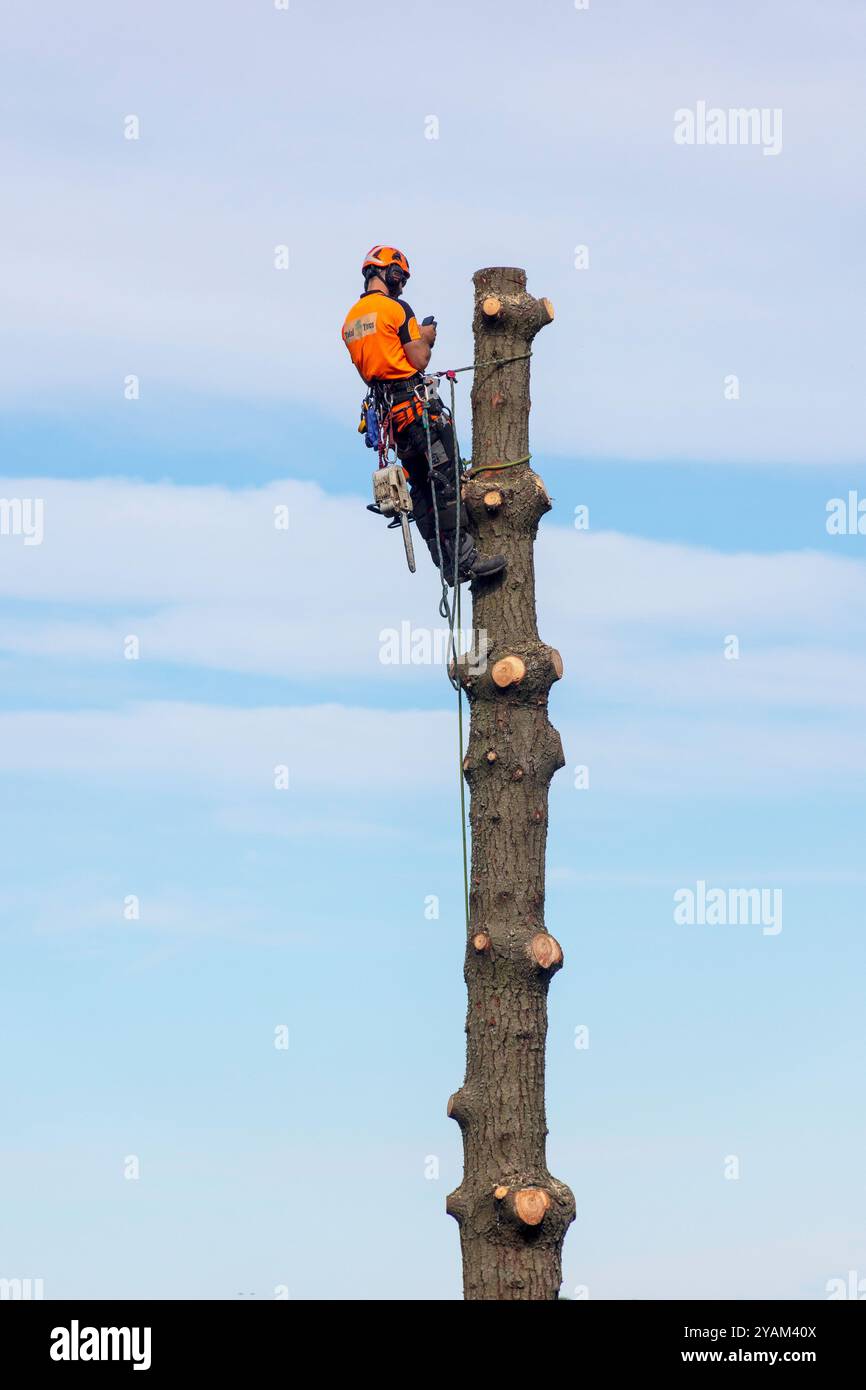 Arboriculteur professionnel (arboriste) coupant le pin, Cashmere Hills, Christchurch, Canterbury, Île du Sud, nouvelle-Zélande Banque D'Images