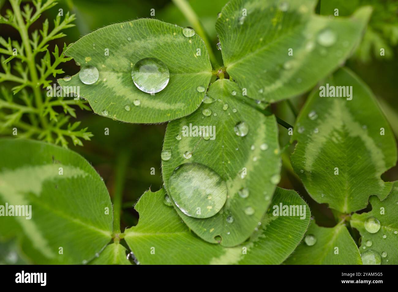 Gros plan de feuilles de trèfle avec des dommages causés par les insectes et des gouttes de pluie à leur surface dans un environnement naturel Banque D'Images