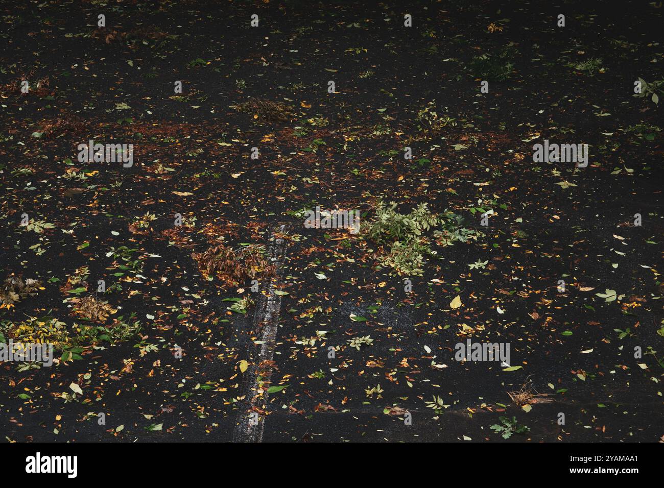 Feuilles et débris de tempête dans le stationnement Banque D'Images