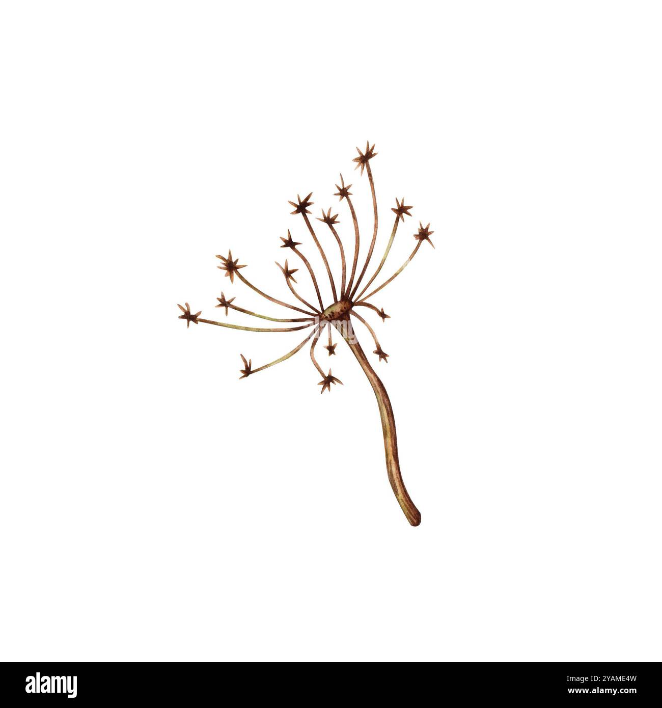 Herbe de fleur séchée avec illustration aquarelle inflorescence parapluie. Décoration de tige sèche pour Halloween, Thanksgiving, bouquets, couronnes. Isolé fr Banque D'Images