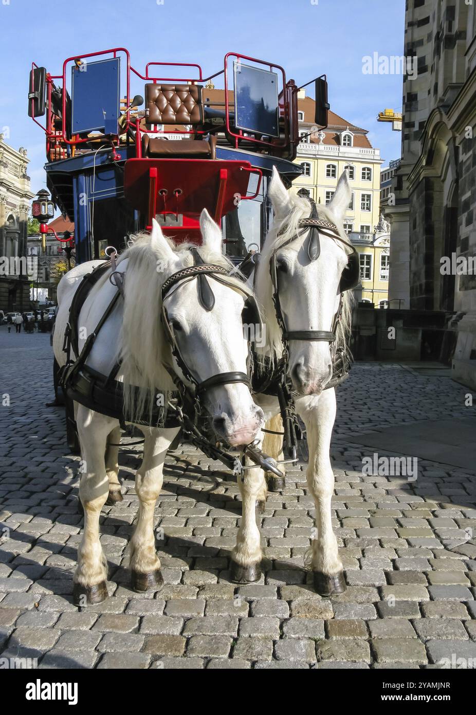 Deux chevaux attelés au chariot, Dresde, Allemagne, Europe Banque D'Images