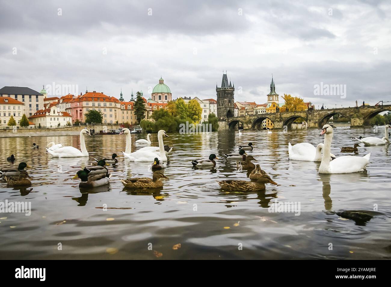 Cygnes et canards sur la rivière Vltava près du pont Charles à Prague, République tchèque, Europe Banque D'Images