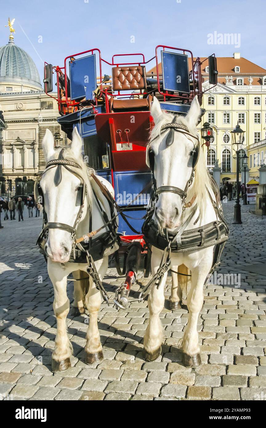 Deux chevaux attelés au chariot, Dresde, Allemagne, Europe Banque D'Images