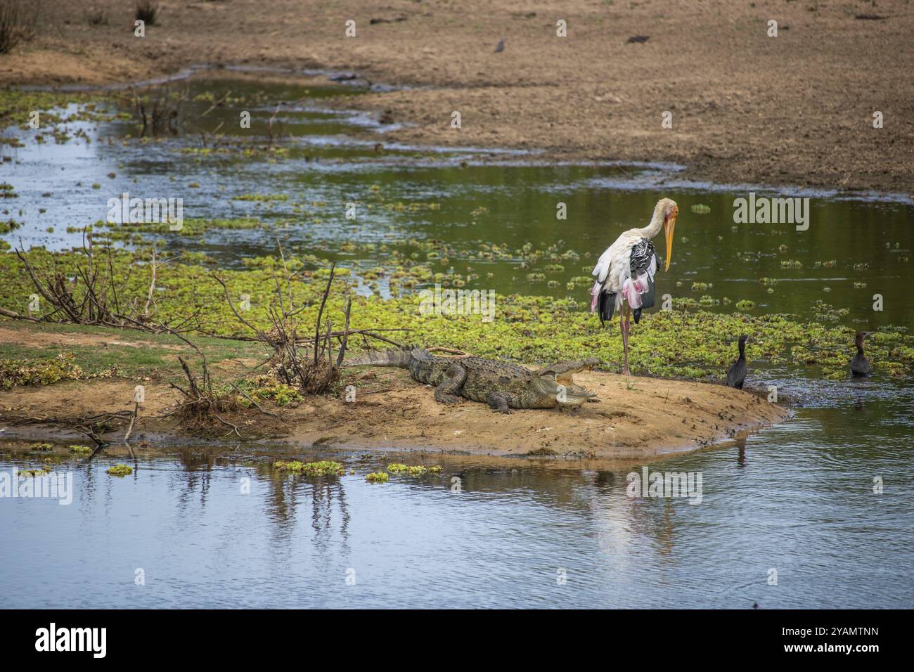 La plus ancienne réserve naturelle dans un paysage fantastique. Cigogne colorée (Mycteria leucocephala) et crocodile, environnement naturel avec de nombreux animaux dans le Banque D'Images