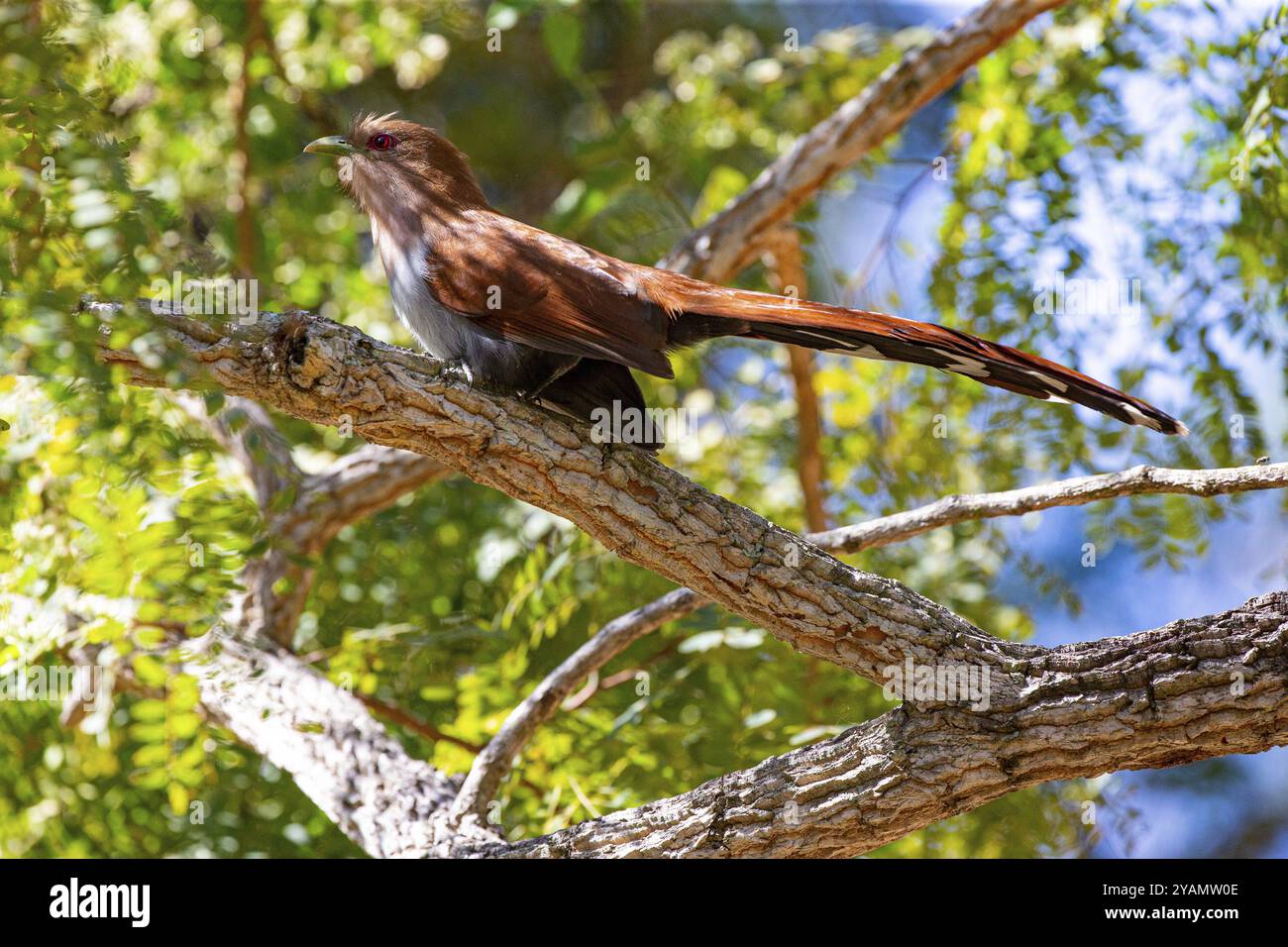 Écureuil Cuckoo (Piaya cayana) Pantanal Brésil Banque D'Images