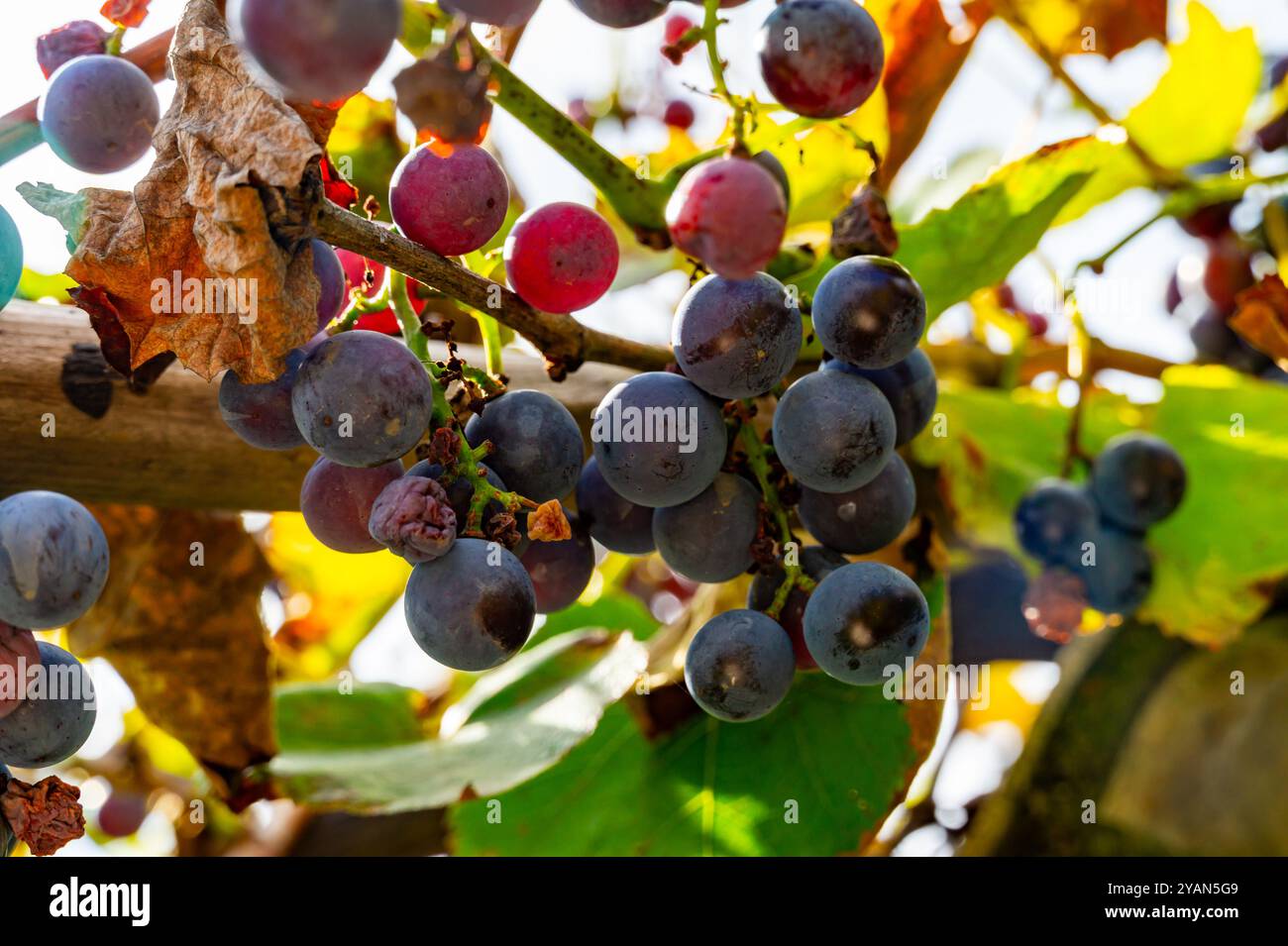 grappes de raisins mûrs au soleil Banque D'Images