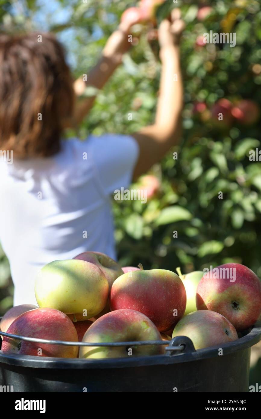 Une travailleuse saisonnière cueille des pommes juteuses mûres de l'arbre dans un verger de ferme et les met dans un seau Banque D'Images