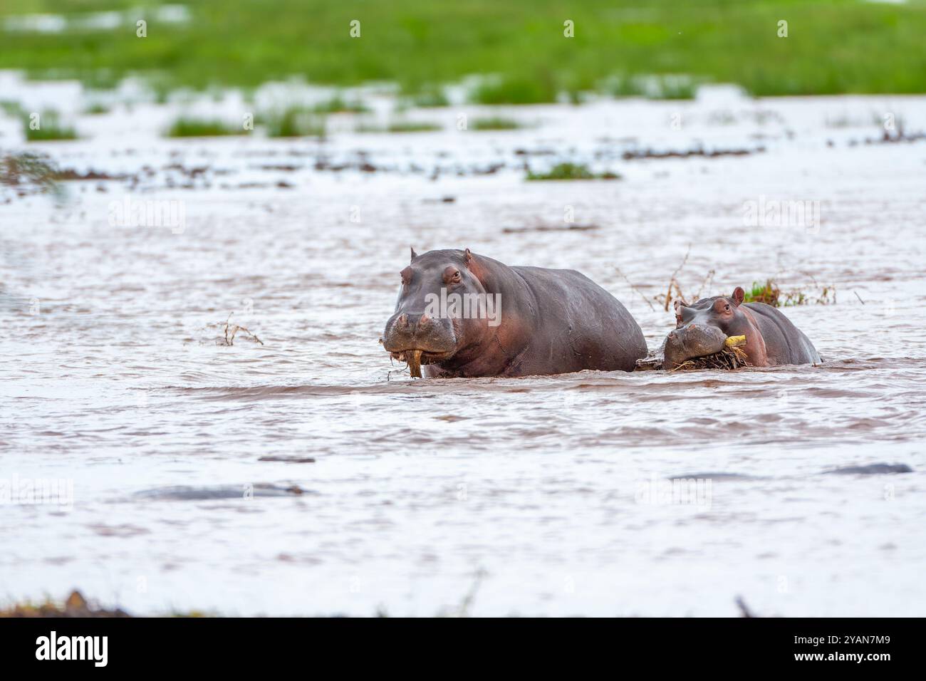 Les hippopotames mangent la végétation des rivières Banque D'Images