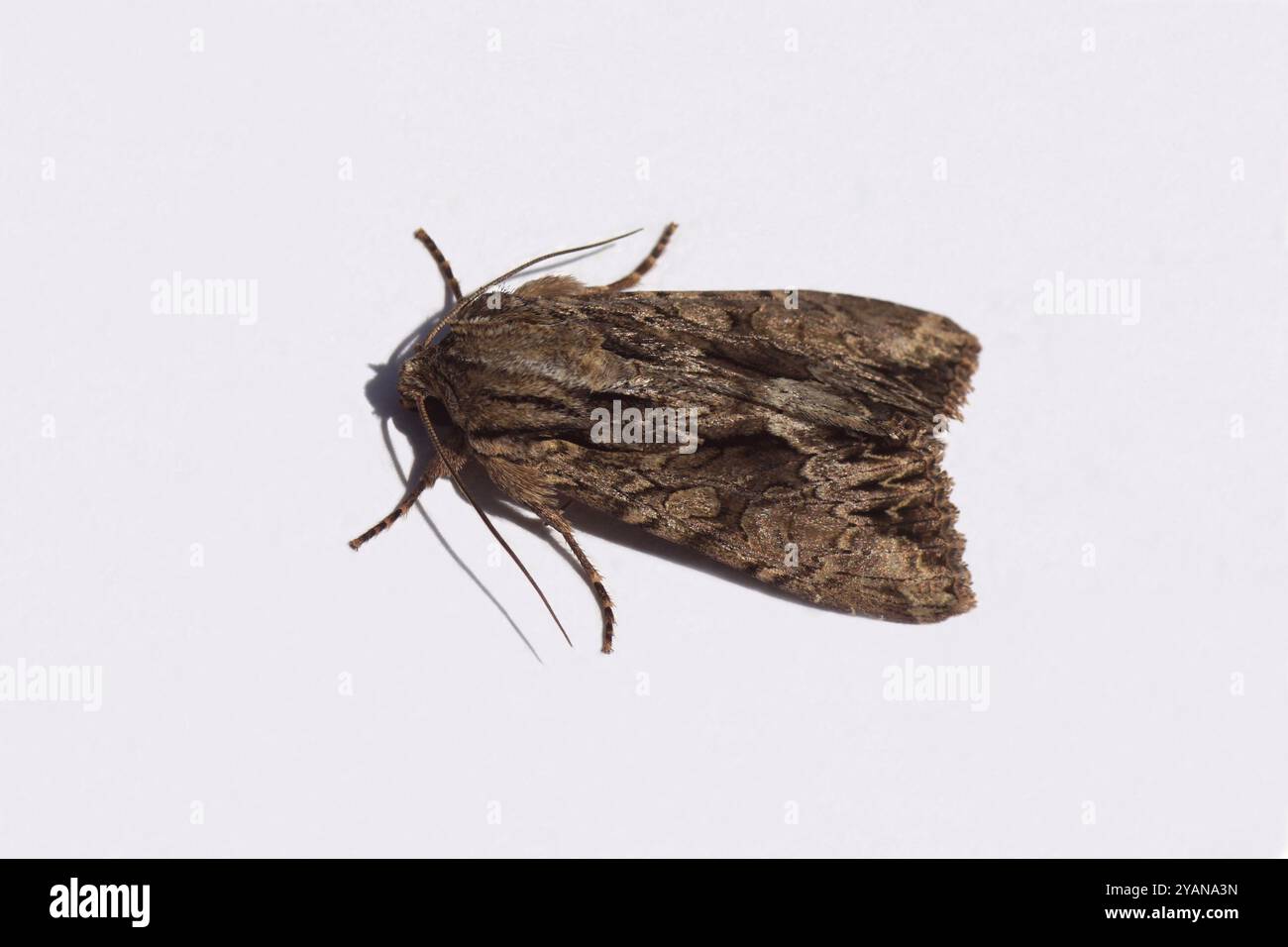 Gros plan arches sombres (Apamea monoglypha). Papillons de la famille des Noctuidae, Owlet Moths. Isolé sur fond blanc. Pays-Bas, été, juin Banque D'Images