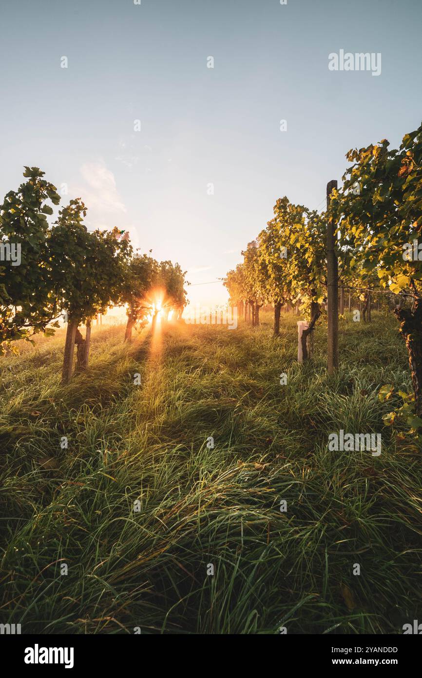 Sonnenaufgang über den Weinreben und Weinhügeln der Südsteiermark entlang der südsteirischen Weinstraße in der Nähe von Leutschach im Herbst AM 06.10.2024. // lever de soleil sur les vignes et les collines viticoles du sud de la Styrie le long de la route des vins de Styrie du Sud près de Leutschach en automne le 6 octobre 2024. - 20241006 PD26271 crédit : APA-PictureDesk/Alamy Live News Banque D'Images