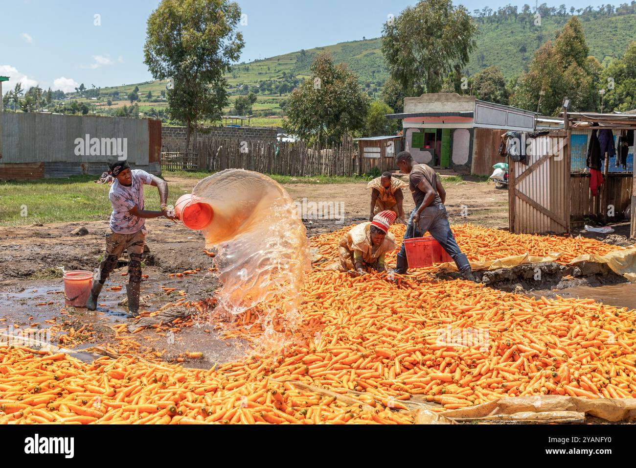 Les femmes locales lavent une récolte de carottes avant qu'elle ne soit ensachée et emmenée sur les marchés internationaux. Les carottes sont lavées par les femmes tandis que les hommes utilisent des seaux Banque D'Images