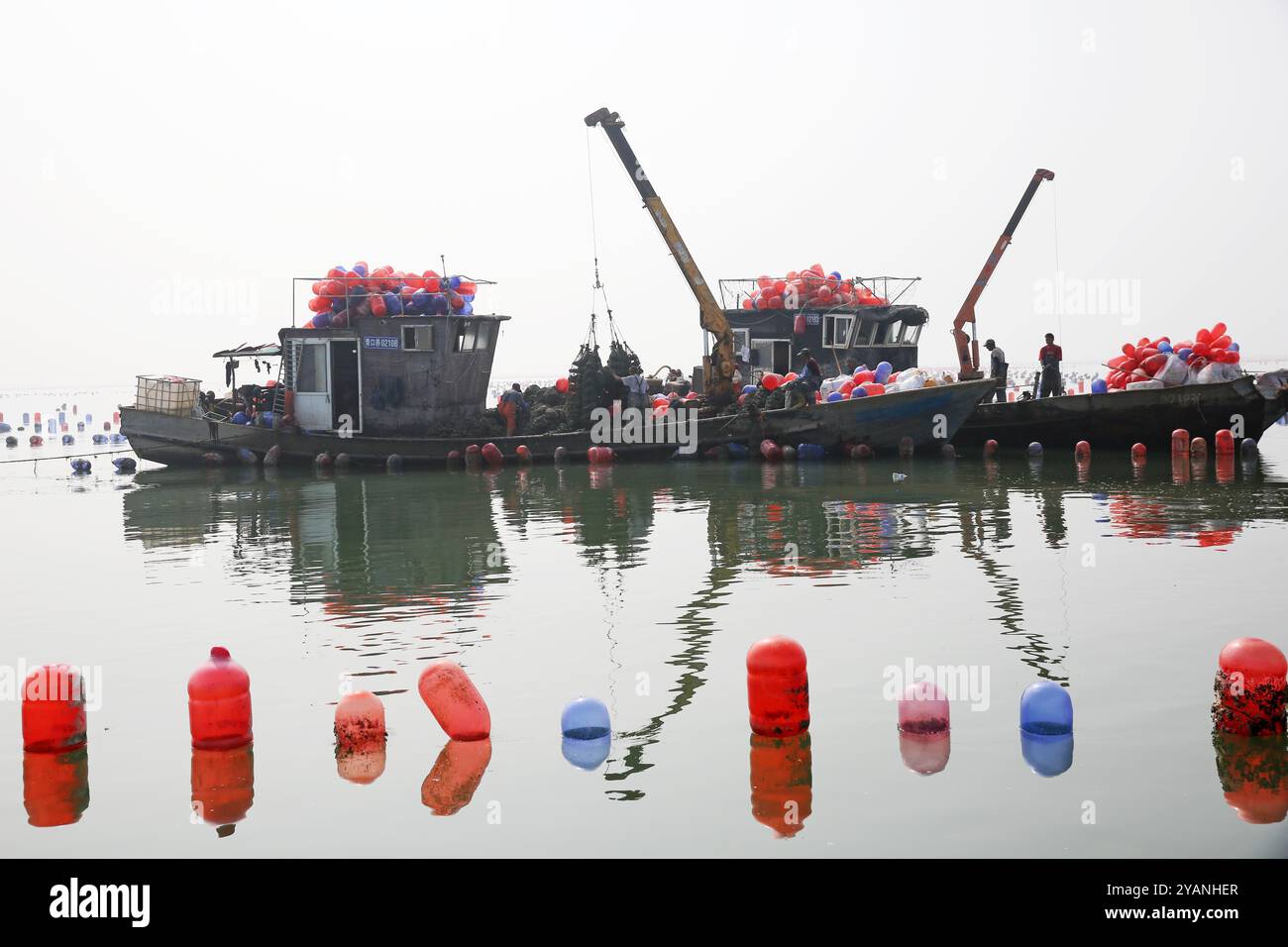 LIANYUNGANG, CHINE - 15 OCTOBRE 2024 - les agriculteurs libèrent de nouvelles variétés de semis d'huîtres dans une zone de culture d'huîtres à Lianyungang, dans le Jiang de l'est de la Chine Banque D'Images