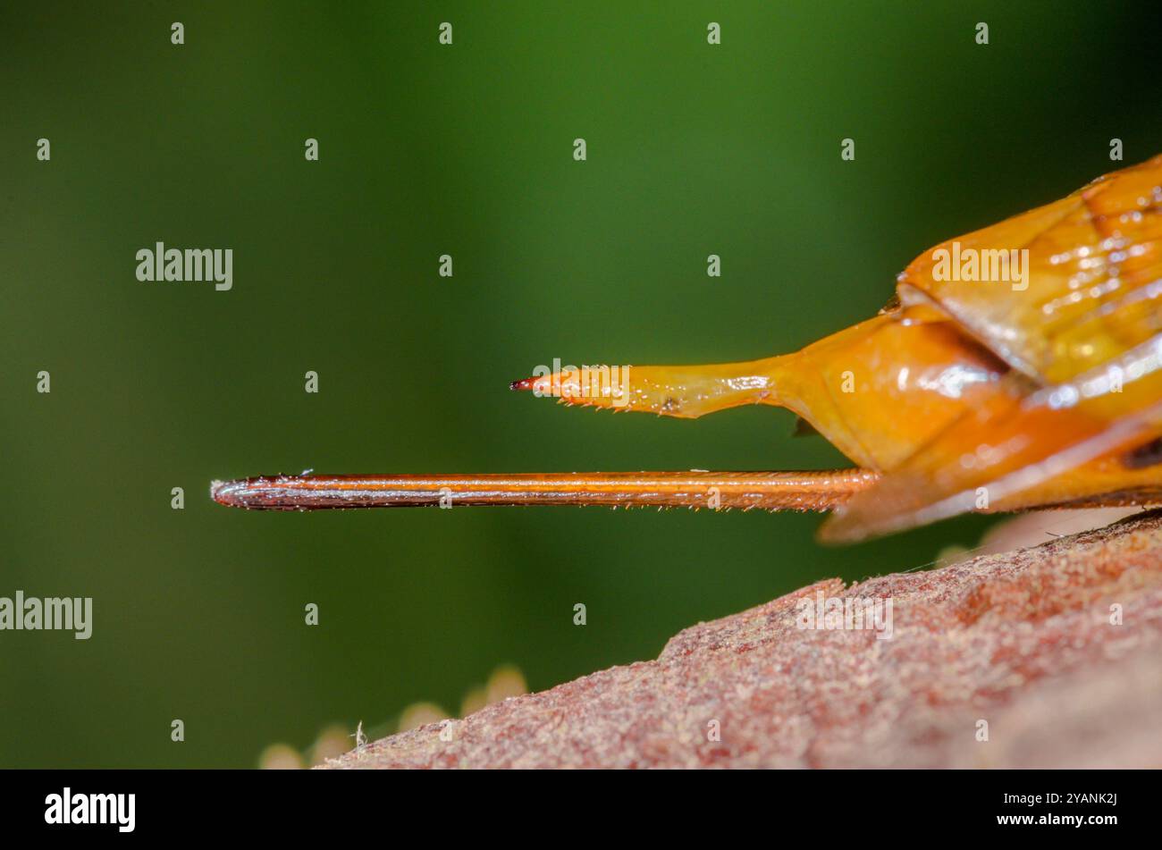 Femelle guêpe de bois géante (Urocerus gigas), Siricidae. Cornwall, Royaume-Uni Banque D'Images