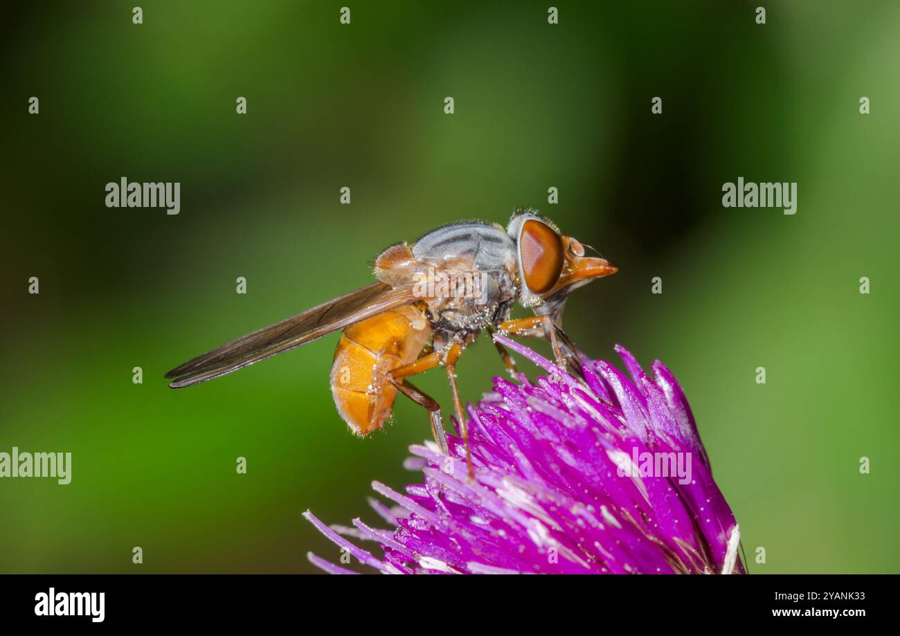 Mouche à museau gris (Rhingia rostrata) femelle, Syrphidae. Sussex, Royaume-Uni Banque D'Images