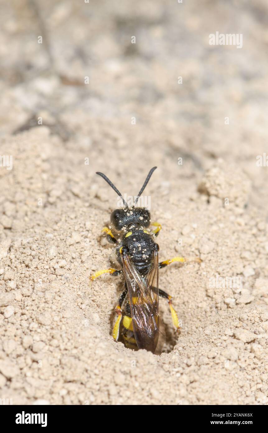 Guêpe de Digger à queue ornée (Cerceris rybyensis) émergeant de l'entrée du terrier. Crabronidae. Sussex, Royaume-Uni Banque D'Images