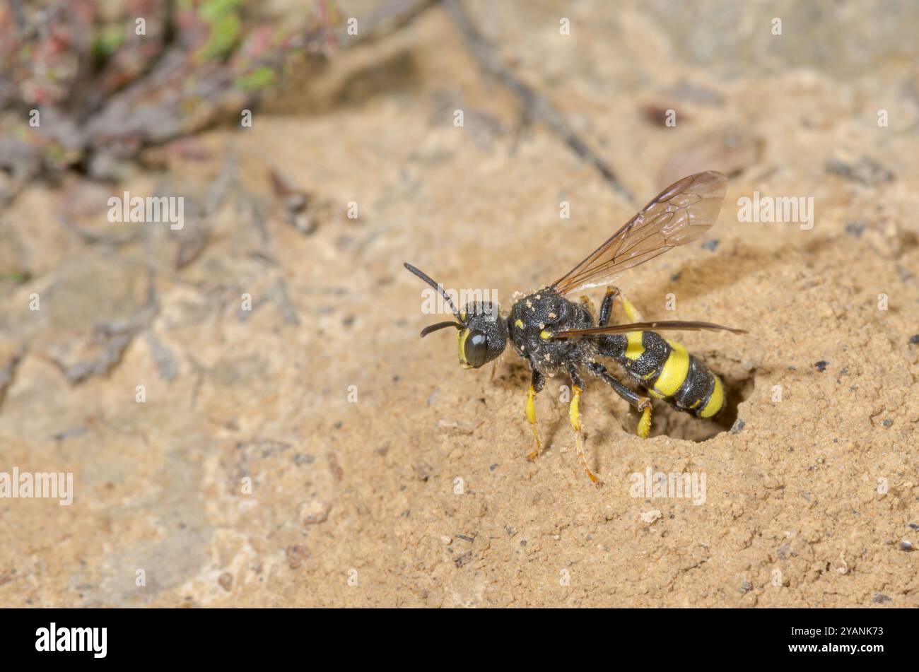 Guêpe de Digger à queue ornée (Cerceris rybyensis) émergeant de l'entrée du terrier. Crabronidae. Sussex, Royaume-Uni Banque D'Images