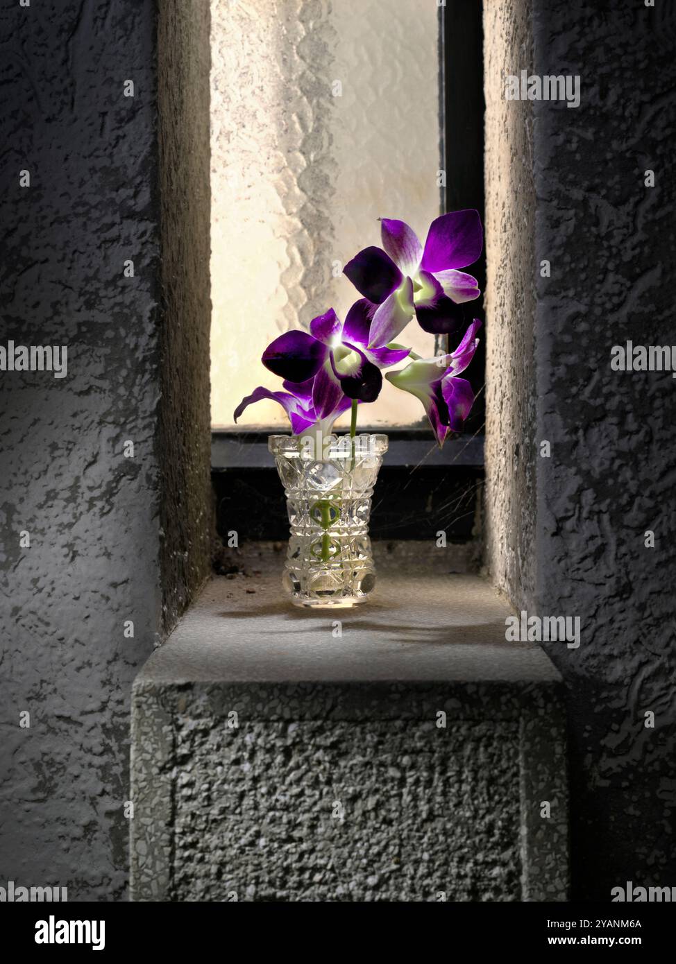 Vase en verre clair avec orchidée, sur le rebord de la fenêtre en béton le soir Banque D'Images