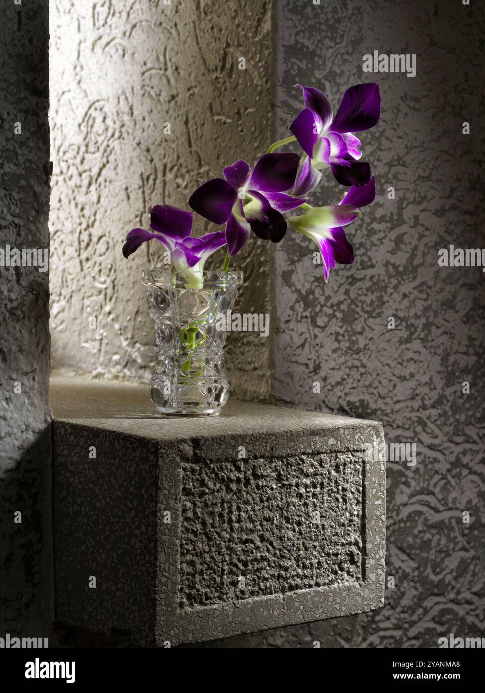 Vase en verre clair avec orchidée, sur le rebord de la fenêtre en béton le soir Banque D'Images