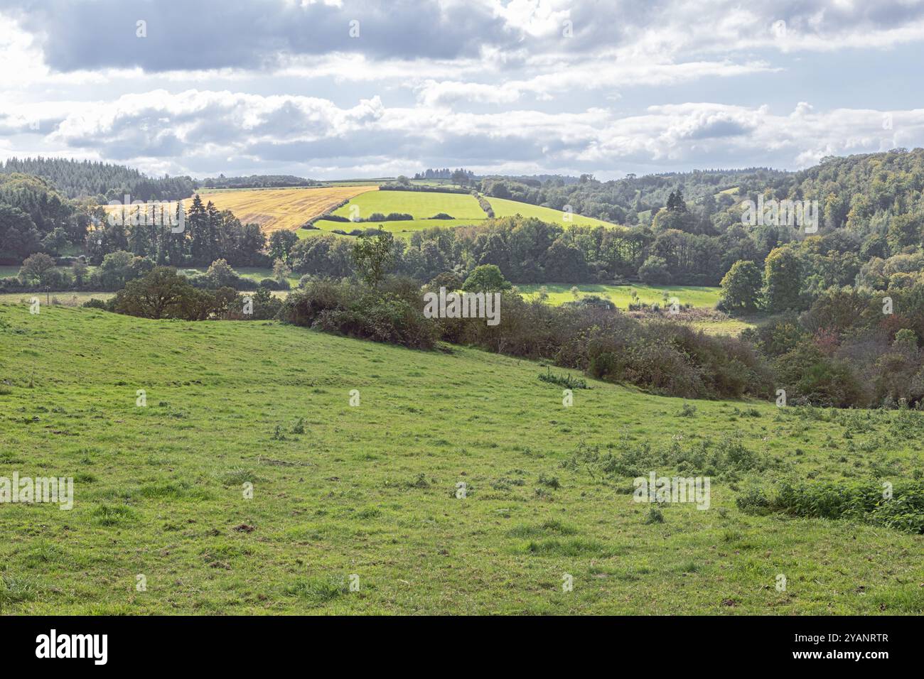 Champs et forêts sous un soleil d'automne dans les collines ondulantes près de Marche-en-Famenne, une région connue pour l'agriculture et la sylviculture Banque D'Images