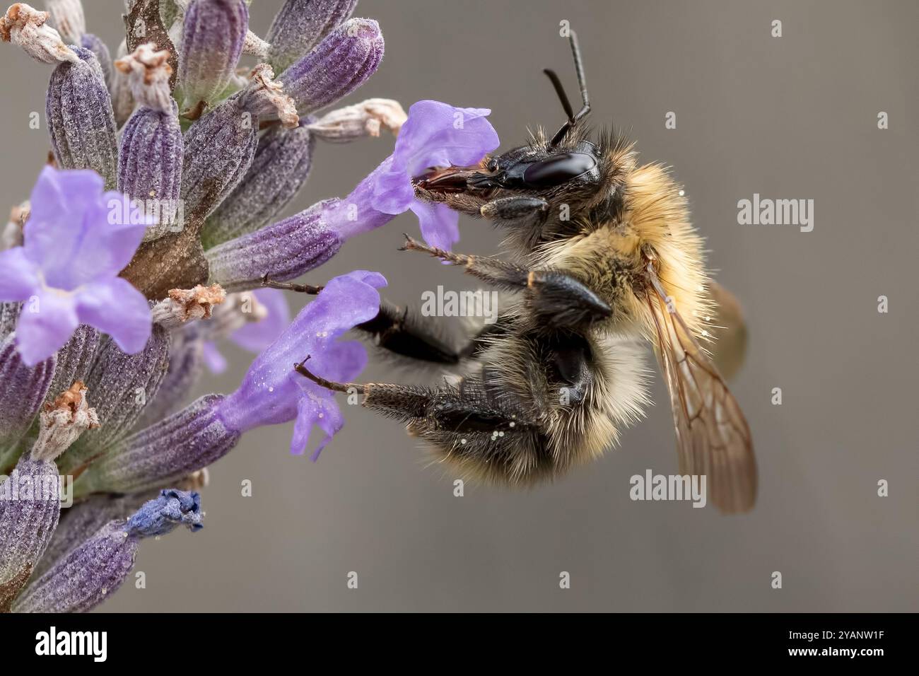 Bumble Bee à queue blanche se nourrissant de lavande Banque D'Images