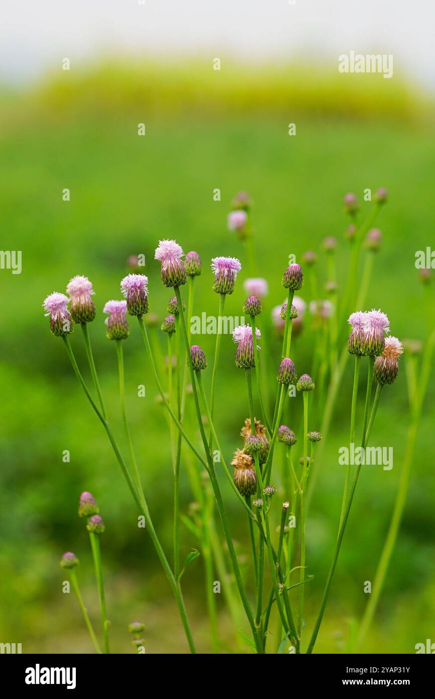 Fleurs sauvages de couleur violette sur un beau fond vert flou Banque D'Images