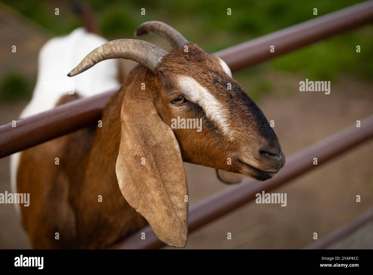 Gros plan d'une chèvre brune et blanche avec des cornes courbées reposant sa tête sur une clôture de ferme par une journée ensoleillée Banque D'Images