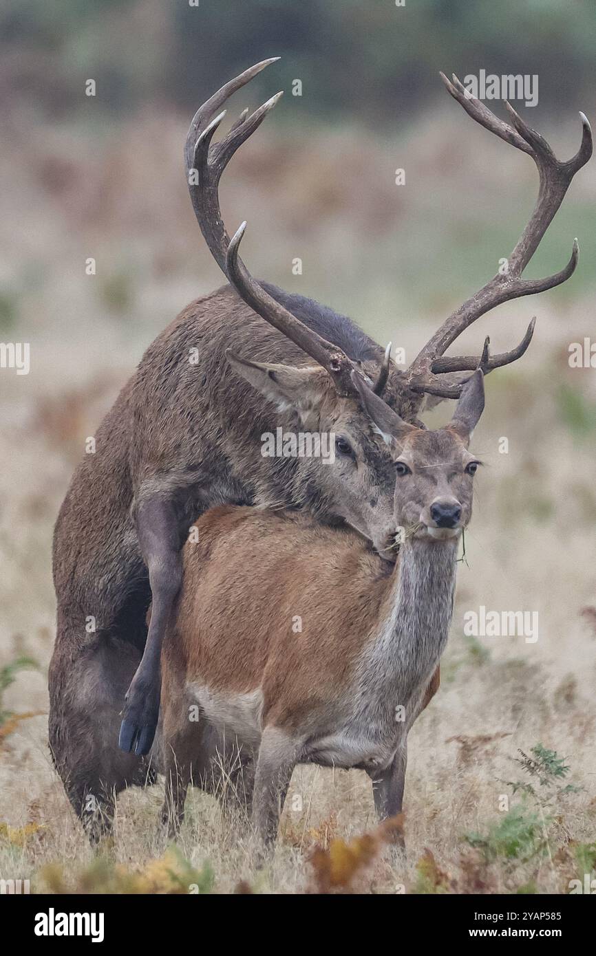 ***Note des rédacteurs animaux s'accouplant *** Un cerf rouge en monte un si sa biche est pendant leur saison annuelle d'accouplement pendant l'ornière annuelle des cerfs d'automne à Bradgate Park, Newtown près de Leicester, Royaume-Uni, 15 octobre 2024 (photo par Mark Cosgrove/News images) Banque D'Images