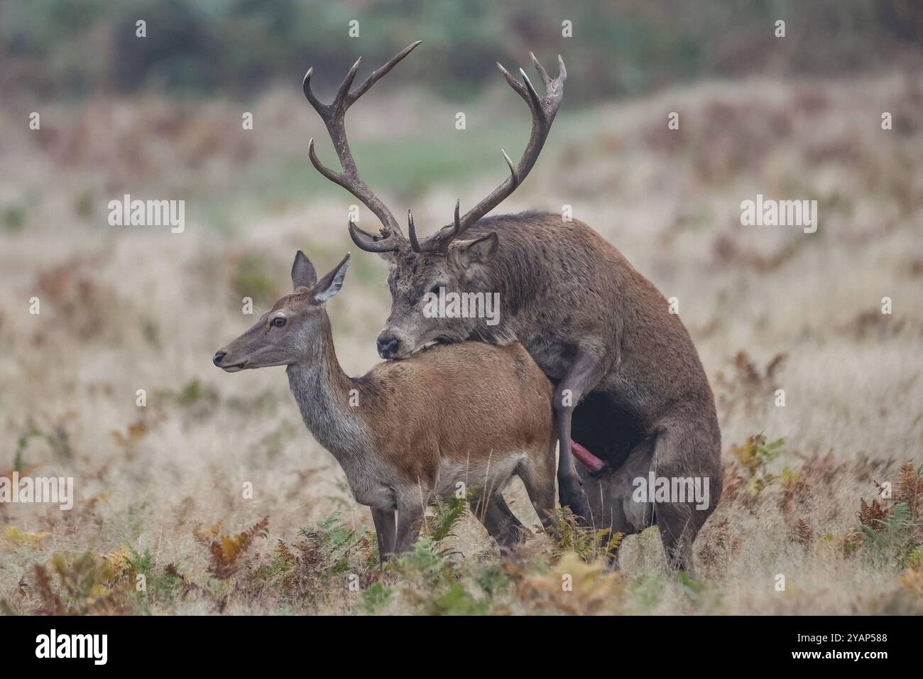 ***Note des rédacteurs animaux s'accouplant *** Un cerf rouge en monte un si sa biche est pendant leur saison annuelle d'accouplement pendant l'ornière annuelle des cerfs d'automne à Bradgate Park, Newtown près de Leicester, Royaume-Uni, 15 octobre 2024 (photo par Mark Cosgrove/News images) Banque D'Images