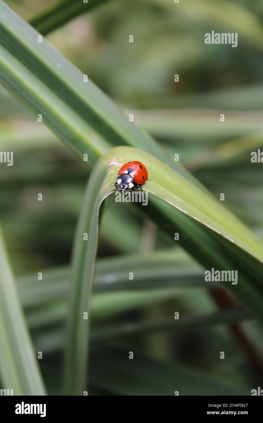 Une coccinelle est assise sur une longue feuille verte. Le corps rouge vif de l'insecte avec des taches noires contraste avec la riche couleur verte de la feuille. Banque D'Images