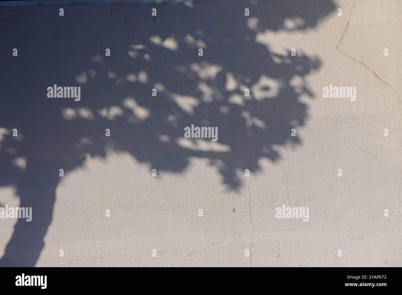 Sous la douce lueur du soleil de l'après-midi, l'ombre détaillée d'un arbre danse gracieusement sur un mur texturé, créant un moment visuel enchanteur Banque D'Images