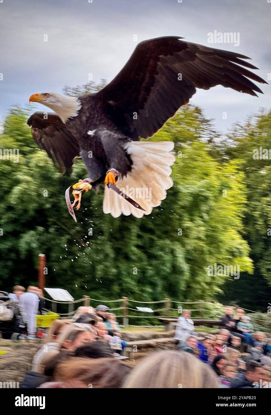 Weißkopfseeadler Ben zeigt am Sonntagnachmittag 13.10.2024 im Neunkircher Zoo BEI einer Flugshow verschiedene Tricks, während der Show fliegt er plötzlich davon und wird snow vermisst. Der Neunkircher Zoo Bittet um Mithilfe. Wer den Adler sichtet, wird gebeten, sich beim Zoo zu melden. *** L'aigle à tête blanche Ben effectue divers tours lors d'un spectacle de vol au zoo de Neunkirchen le dimanche après-midi 13 10 2024, pendant le spectacle il s'envole soudainement et a disparu depuis que le zoo de Neunkirchen demande de l'aide quiconque voit l'aigle est invité à contacter le bub du zoo Banque D'Images