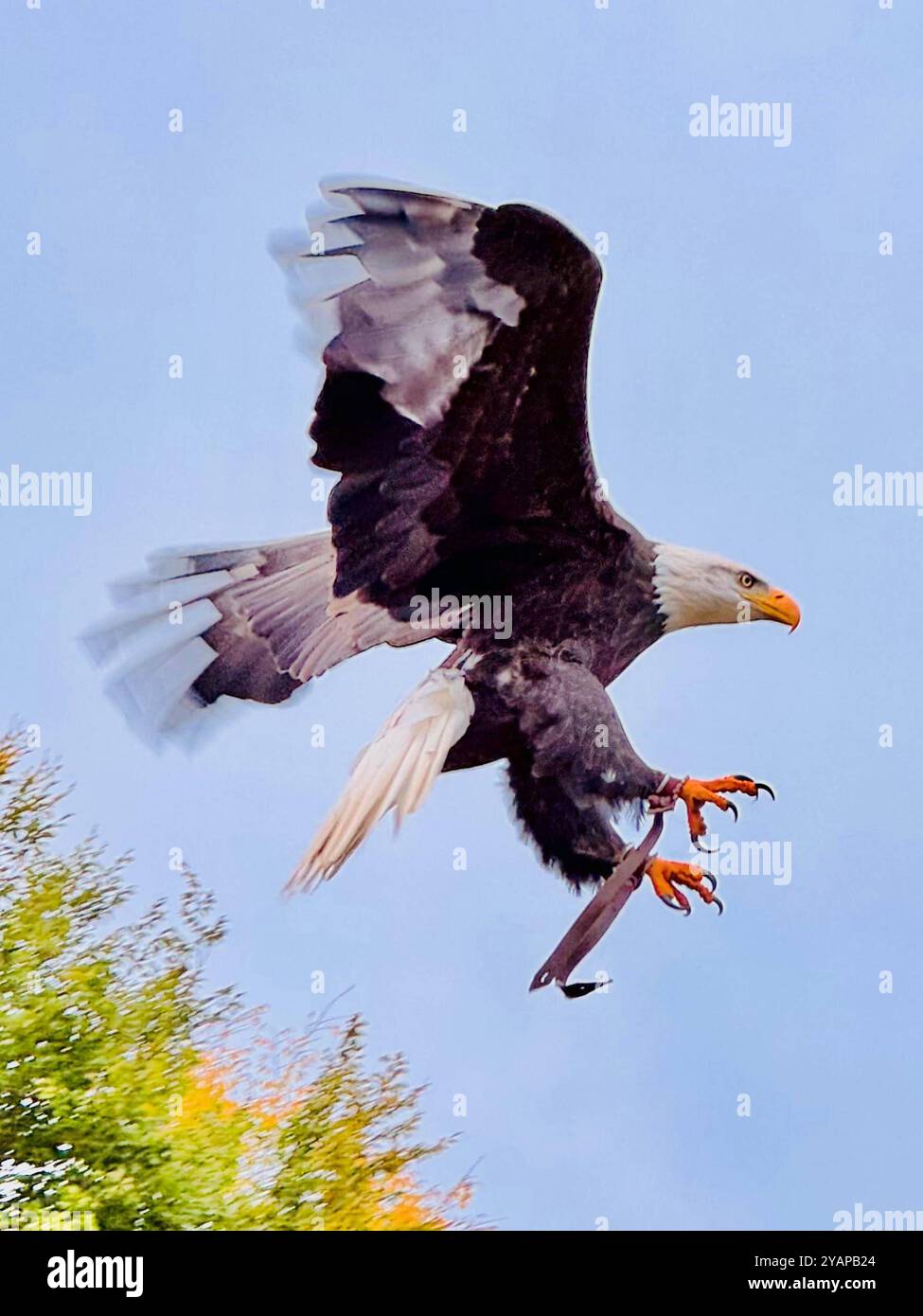 Weißkopfseeadler Ben zeigt am Sonntagnachmittag 13.10.2024 im Neunkircher Zoo BEI einer Flugshow verschiedene Tricks, während der Show fliegt er plötzlich davon und wird snow vermisst. Der Neunkircher Zoo Bittet um Mithilfe. Wer den Adler sichtet, wird gebeten, sich beim Zoo zu melden. *** L'aigle à tête blanche Ben effectue divers tours lors d'un spectacle de vol au zoo de Neunkirchen le dimanche après-midi 13 10 2024, pendant le spectacle il s'envole soudainement et a disparu depuis que le zoo de Neunkirchen demande de l'aide quiconque voit l'aigle est invité à contacter le bub du zoo Banque D'Images