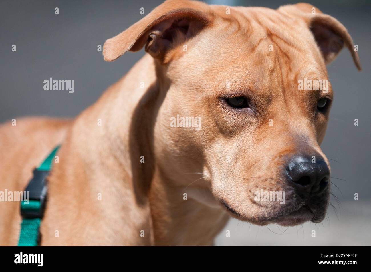 American Shelter Dog portrait en gros plan avec lumière du soleil Banque D'Images