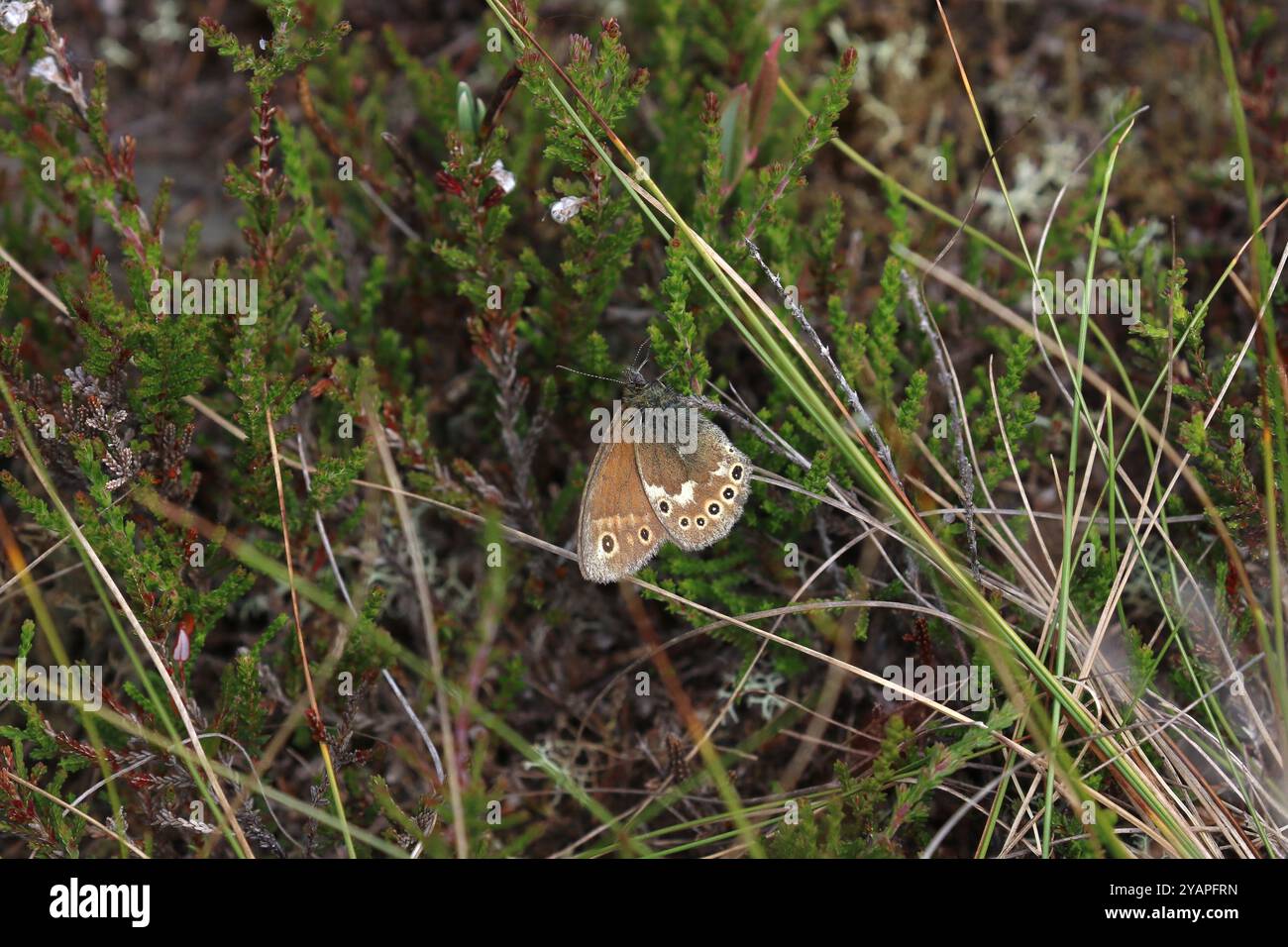 Large Heath Butterfly ssp. Bovin - Coenonympha tullia Banque D'Images