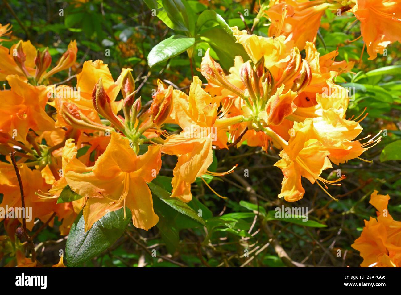Jaune d'oeuf vibrant, fleurs printanières de rhododendron Golden Lights dans le jardin britannique mai Banque D'Images