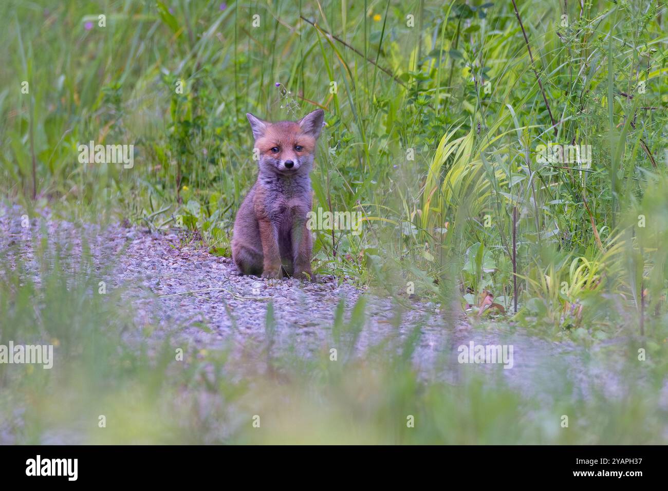 Renard roux (Vulpes vulpes) assis seul sur la route de gravier de forêt, Hesse, Allemagne Banque D'Images