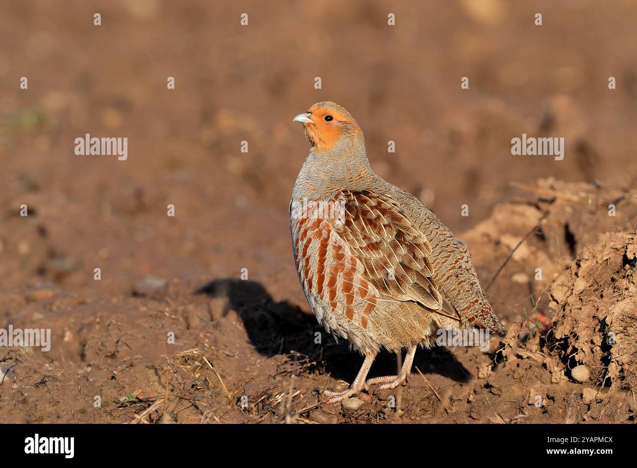 Perdrix (Perdix perdix) mâle sur le bord d'un champ arable labouré sur le territoire de reproduction au printemps, Berwickshire, Scottish Borders, Écosse Banque D'Images