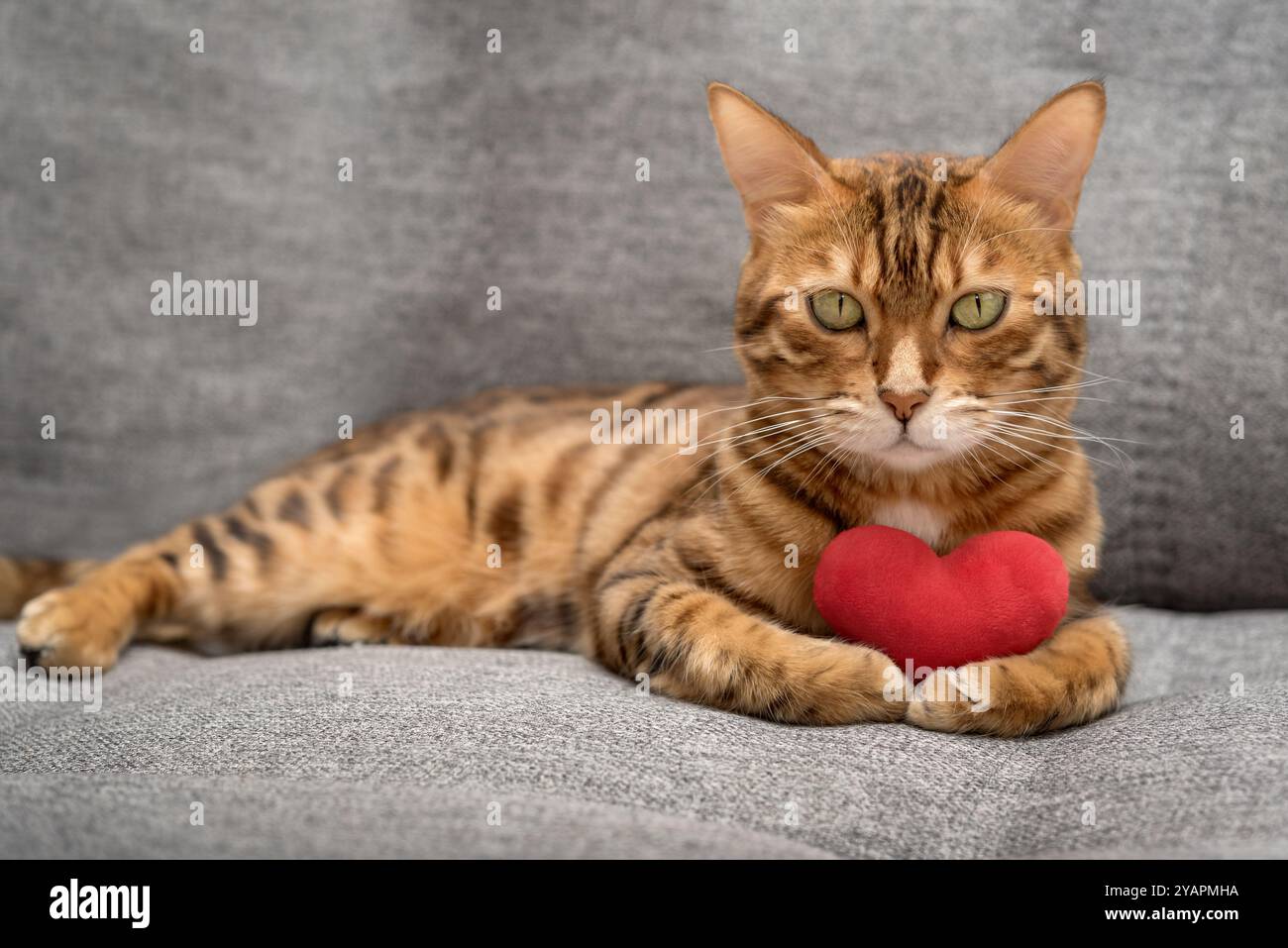 Chat Bengale avec un coeur en peluche rouge. Chat préféré vous souhaite une bonne Saint-Valentin. Banque D'Images