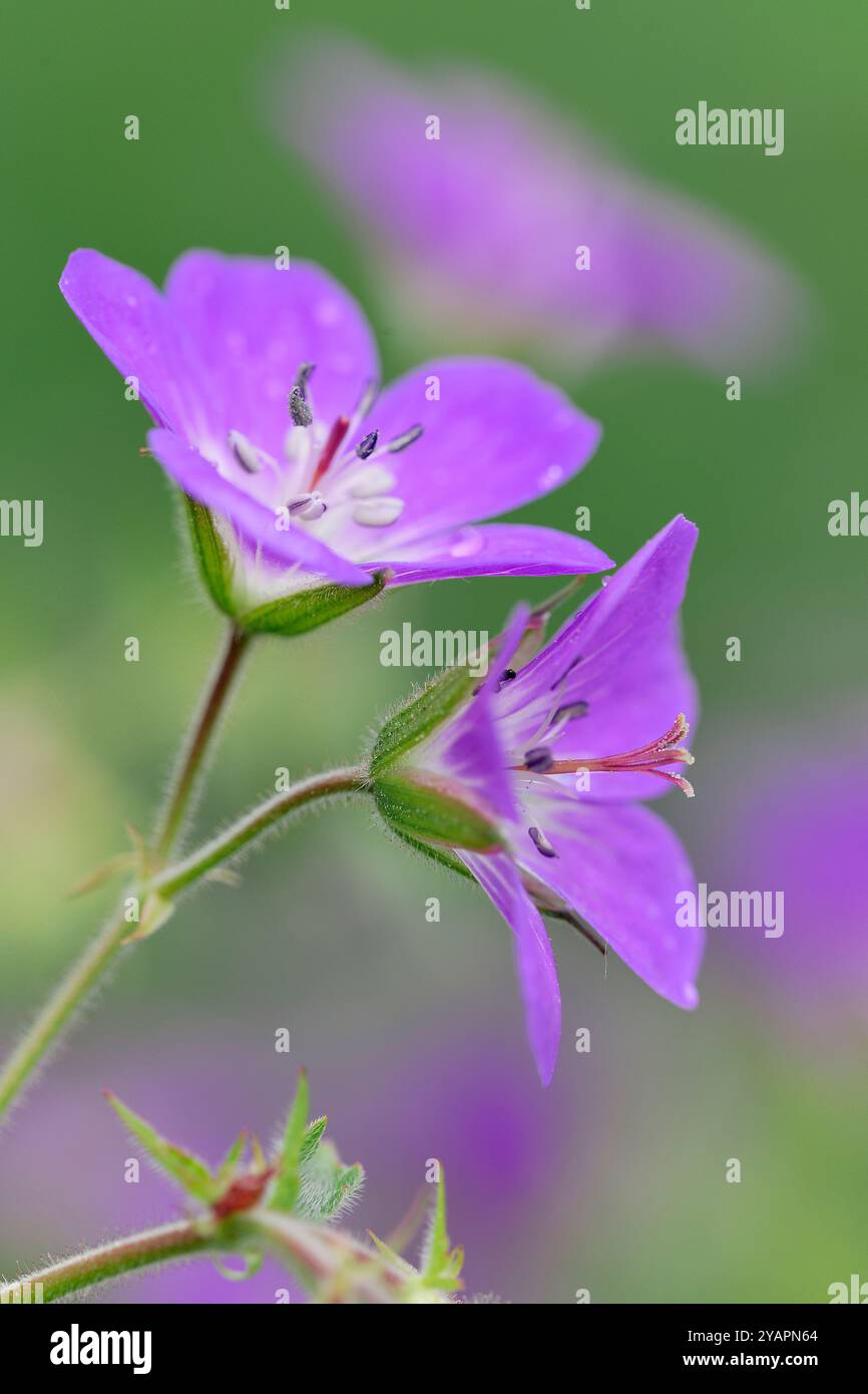 Wood Cranesbill (Geranium sylvaticum) gros plan de têtes de fleurs, Three Hagges Wood Meadow, North Yorkshire, Angleterre, juin Banque D'Images