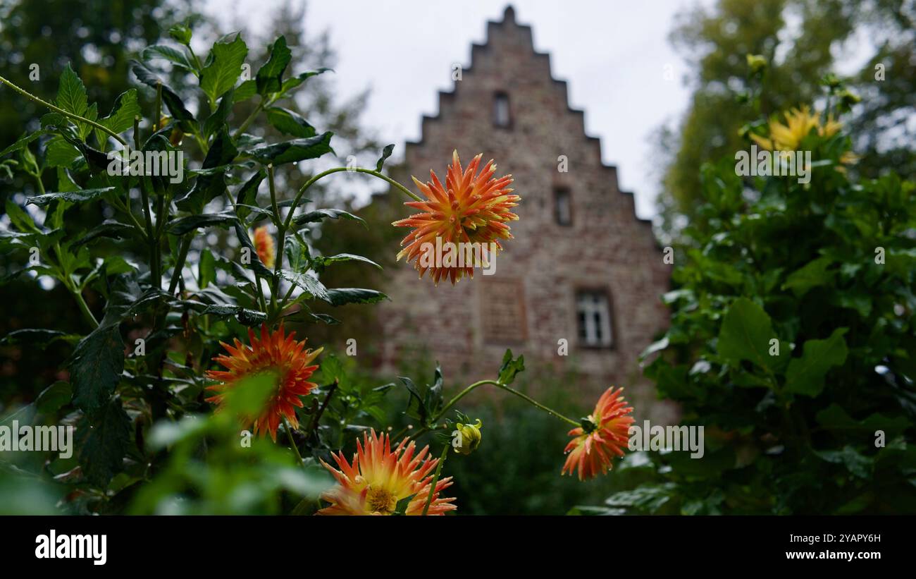 Dahlias orange sous la pluie. Une maison médiévale en pierre en arrière-plan. Banque D'Images